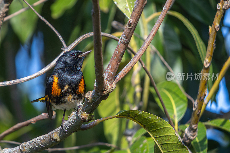 美洲红雀，(Setophaga ruticilla)，北方茶光，艳丽的Paruline。